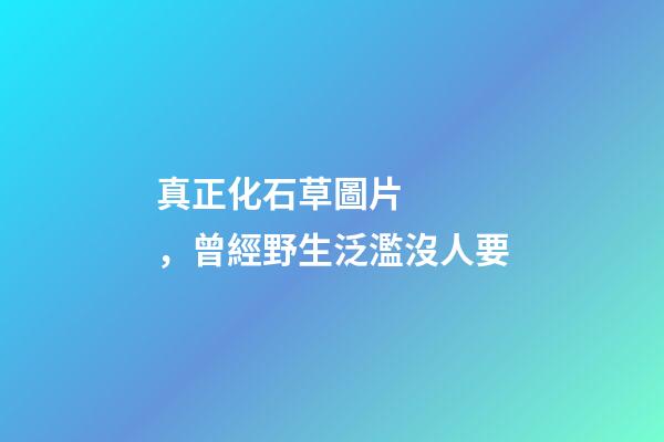 真正化石草圖片，曾經野生泛濫沒人要